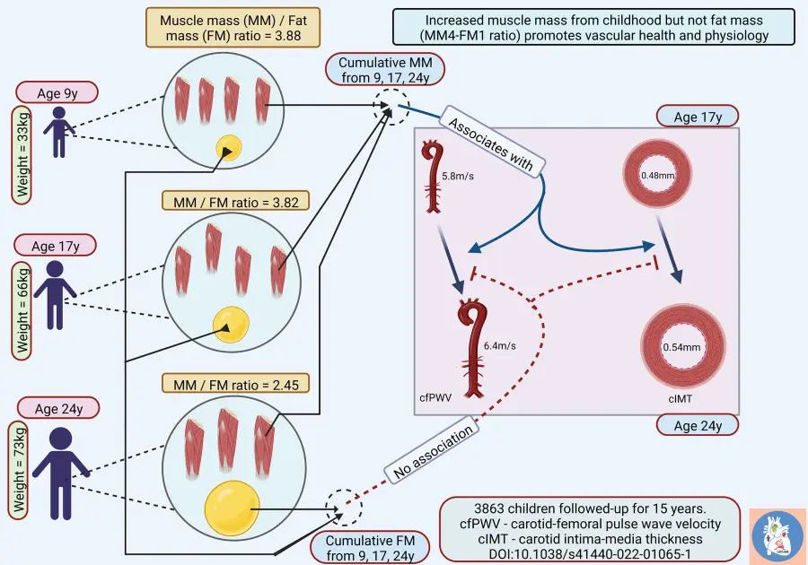 Weight gain from childhood with optimal muscle-to-fat mass ratio may be a sign of excellent vascular health